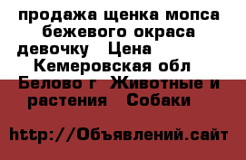 продажа щенка мопса бежевого окраса девочку › Цена ­ 15 000 - Кемеровская обл., Белово г. Животные и растения » Собаки   